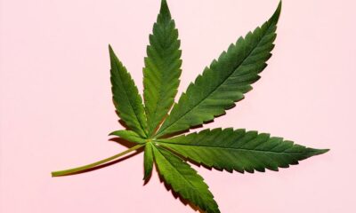 Effecten van cannabis