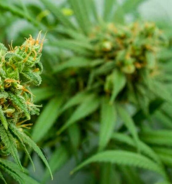 THC en CBD in cannabis meten