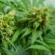 THC en CBD in cannabis meten