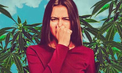 De geur van cannabis verbergen