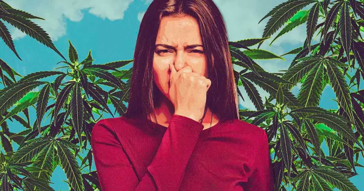 De geur van cannabis verbergen