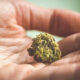 microdosering cannabis