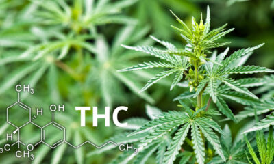 definitie van THC