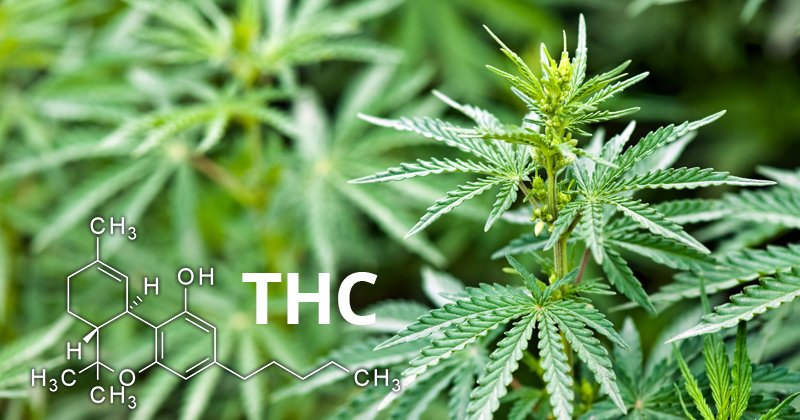 definitie van THC