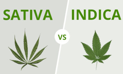 Verschillen tussen cannabis sativa en indica