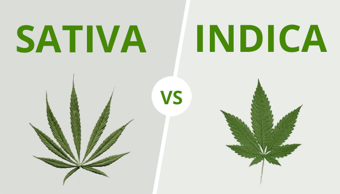 Verschillen tussen cannabis sativa en indica