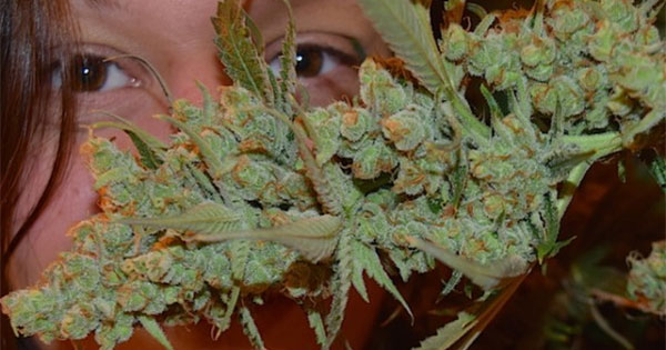 Verschillende effecten van cannabis