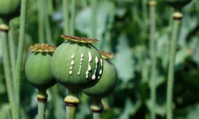 Opium en paddenstoelen in Thailand