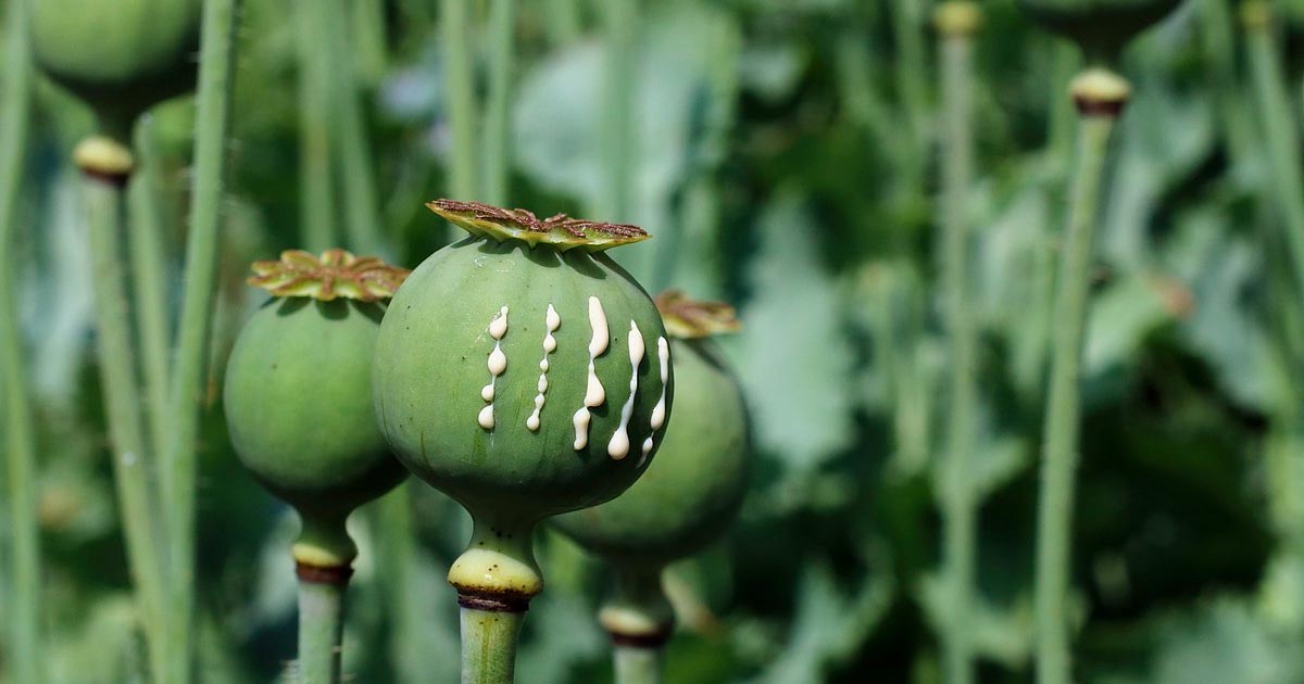 Opium en paddenstoelen in Thailand