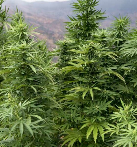 Legalisering van cannabis in Marokko