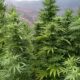 Legalisering van cannabis in Marokko