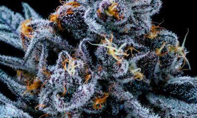 THC-gehalte van illegale cannabis in de Verenigde Staten