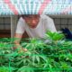 Cannabis in Zuid-Korea