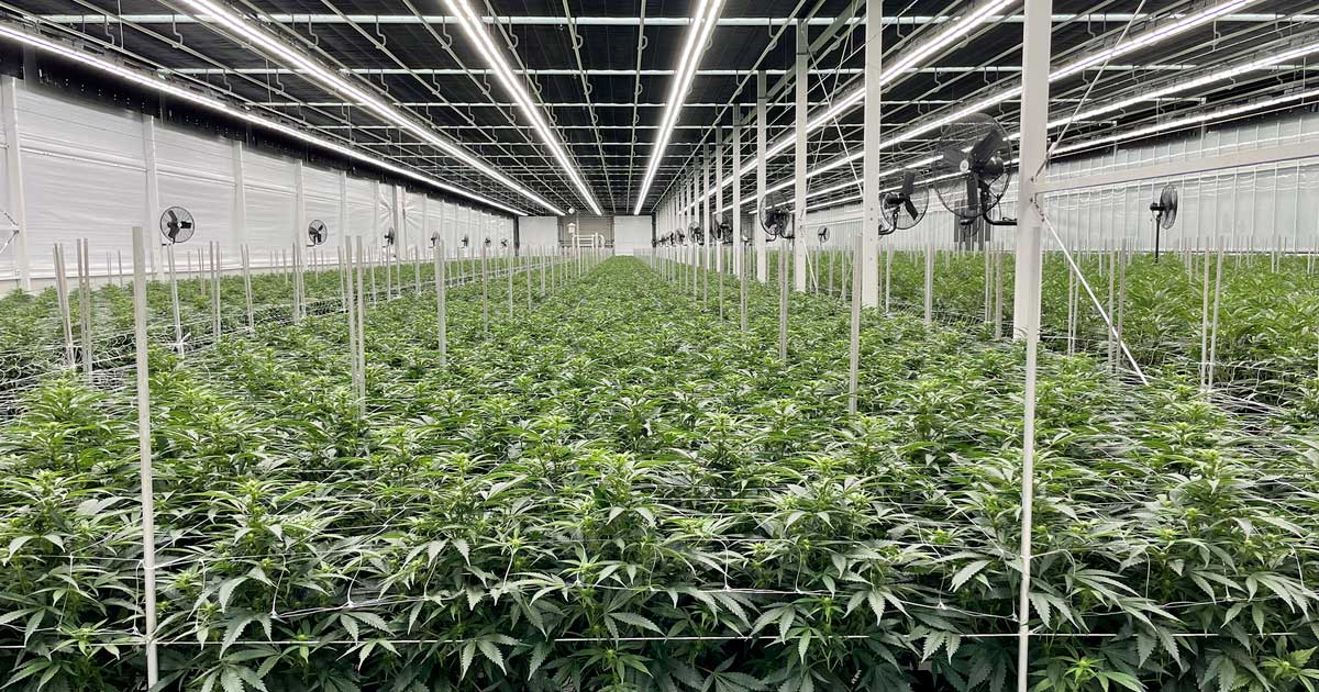 Veranderingen in de cannabiswetgeving in Canada