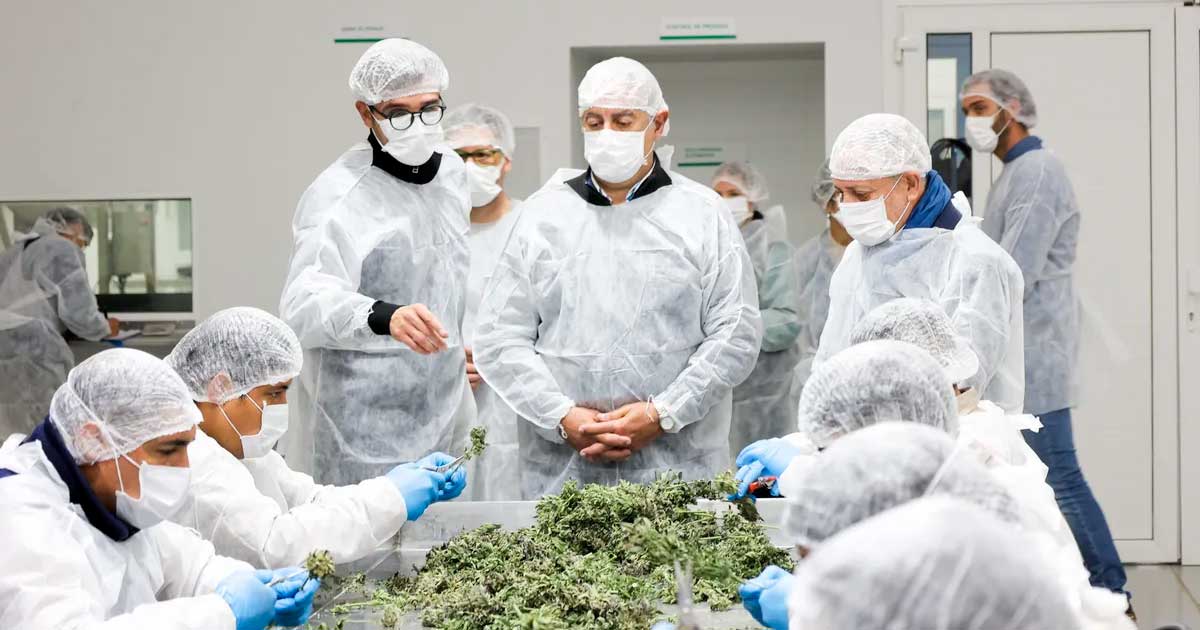 Argentijnse medicinale cannabis