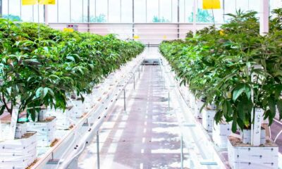 Aurora Cannabis Duitsland