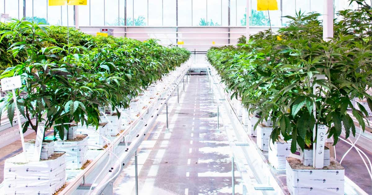 Aurora Cannabis Duitsland