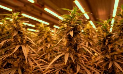 Productie van medicinale cannabis in Duitsland door Aphria