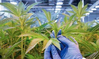 Medicinale cannabisbloem in Duitsland