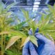 Medicinale cannabisbloem in Duitsland