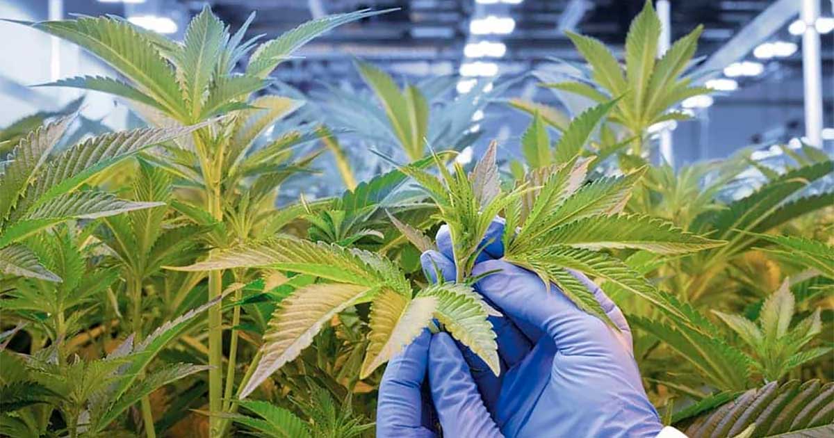 Medicinale cannabisbloem in Duitsland