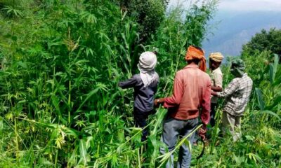 Hennep en cannabis in Himachal Pradesh