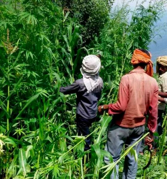 Hennep en cannabis in Himachal Pradesh