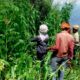 Hennep en cannabis in Himachal Pradesh