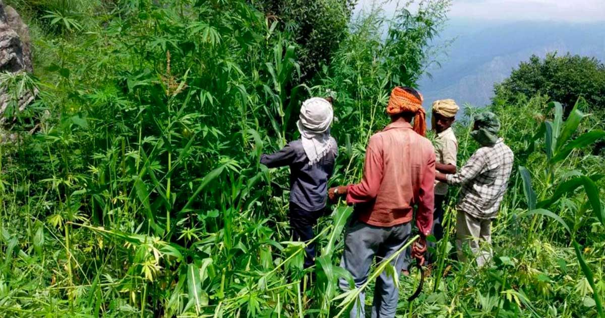 Hennep en cannabis in Himachal Pradesh