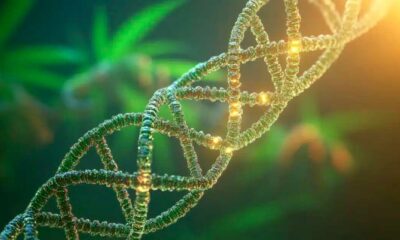 Cannabis en DNA