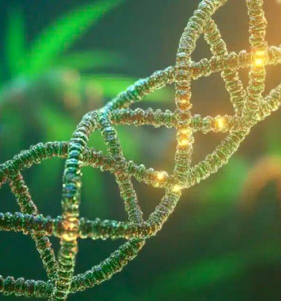 Cannabis en DNA