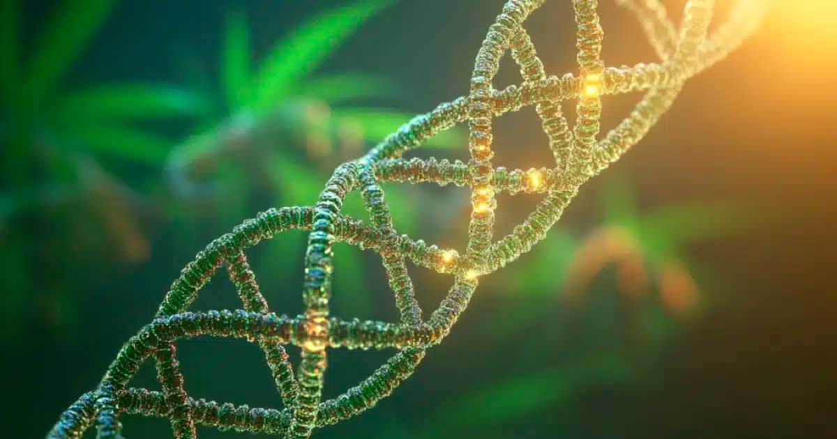 Cannabis en DNA