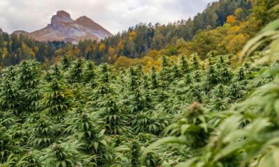 Plannen om cannabis te legaliseren in Zwitserland