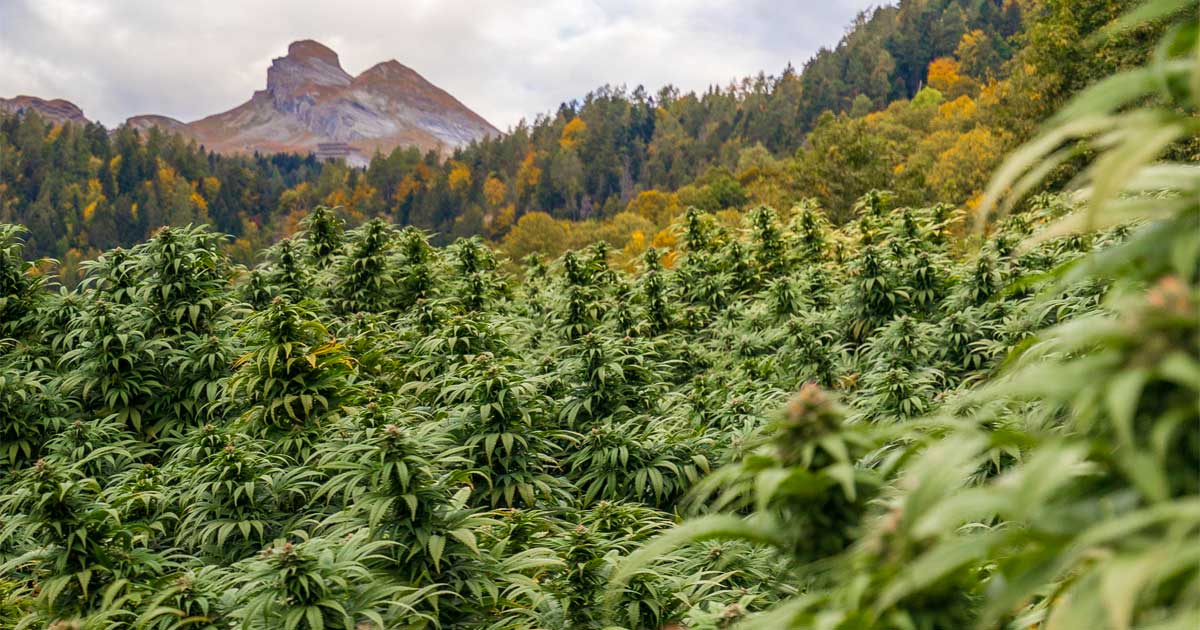 Plannen om cannabis te legaliseren in Zwitserland