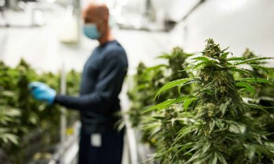 Canada's cannabisindustrie en bijdrage aan het BBP