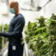 Canada's cannabisindustrie en bijdrage aan het BBP