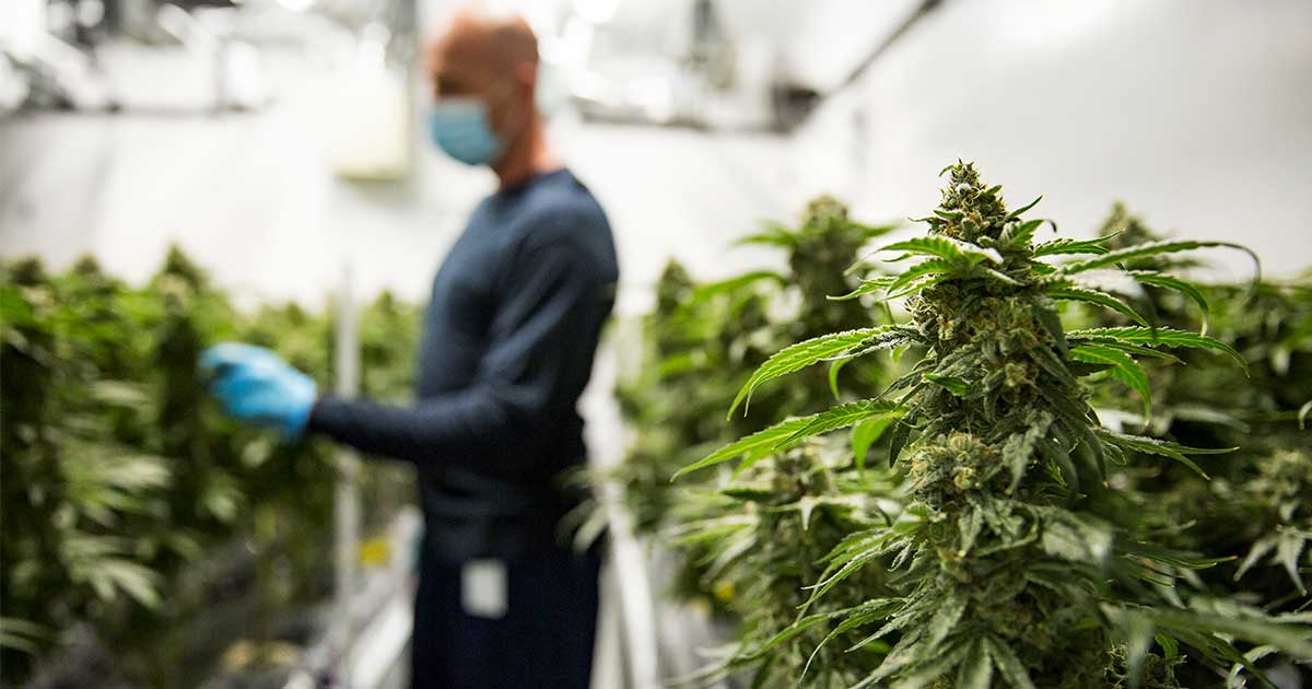 Canada's cannabisindustrie en bijdrage aan het BBP