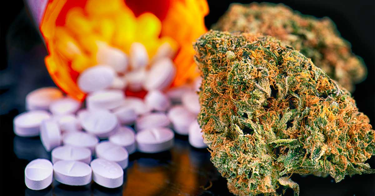 Medicinale cannabis en opioïden