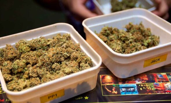 Experimenteren met legale cannabis in Nederland