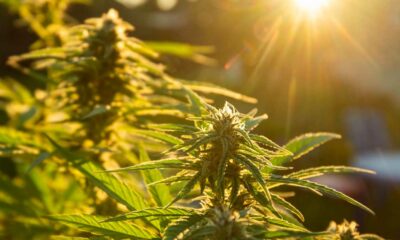 Zelf cannabis kweken in Spanje