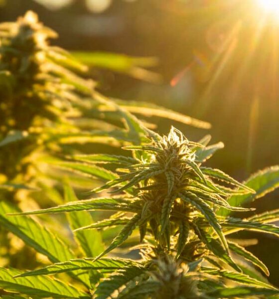 Zelf cannabis kweken in Spanje