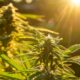 Zelf cannabis kweken in Spanje