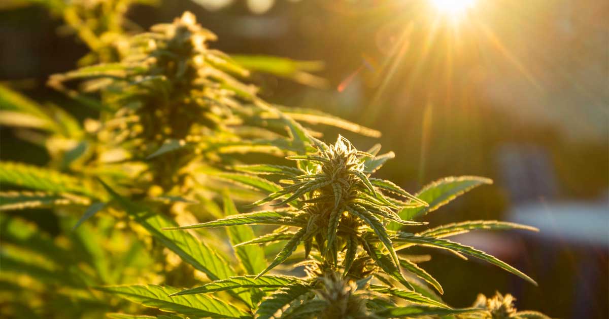 Zelf cannabis kweken in Spanje