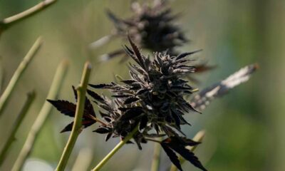 Invoer van medicinale cannabis in Australië