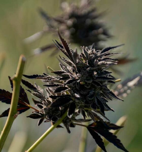 Invoer van medicinale cannabis in Australië