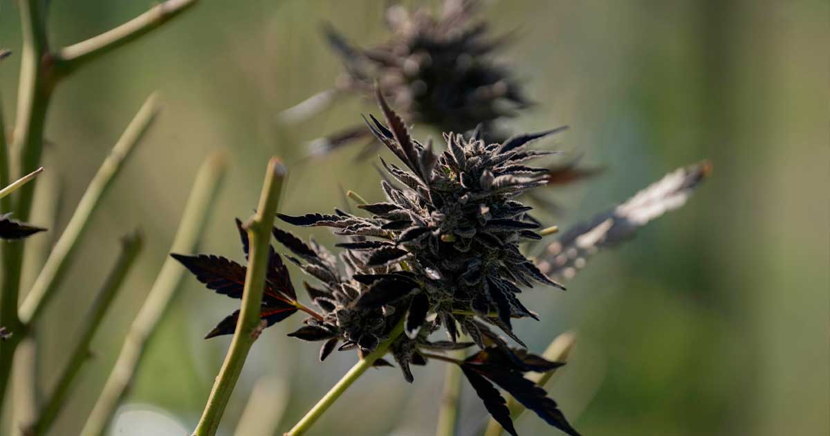 Invoer van medicinale cannabis in Australië