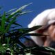 Hennep en medicinale cannabis in Pakistan