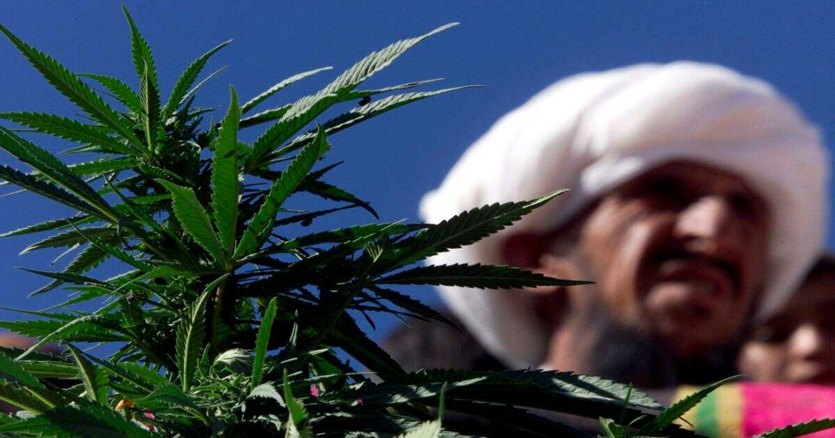 Hennep en medicinale cannabis in Pakistan