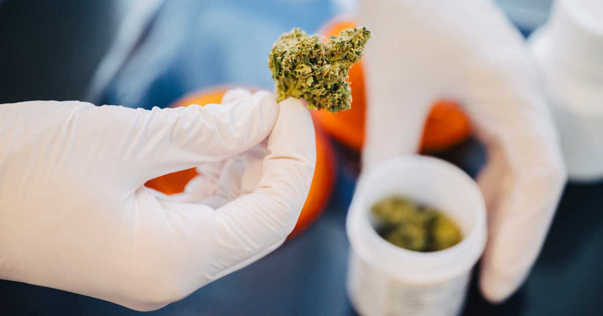 Cannabis in apotheken in Duitsland
