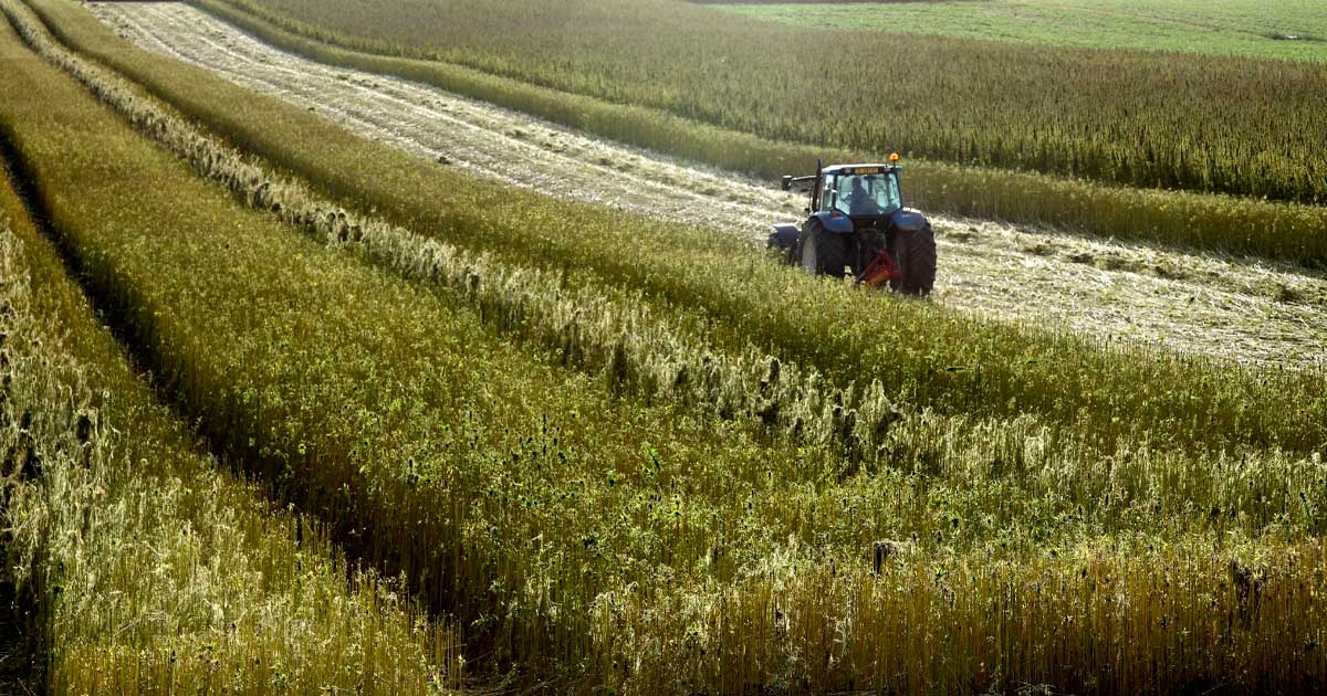 Koolstofvrij maken met hennep